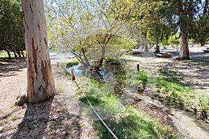 The Yarkon River flows between eucalyptus trees in the Tel Afek Nature Reserve i