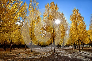 Yarlung Tsangpo River