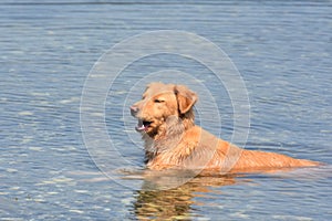 Yarmouth toller dog closing its eyes in the water