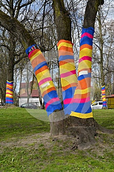 Yarnbombing on trees in Kaliningrad, Russia