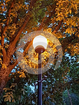 Yaroslavl. Volga embankment. Lantern on the background of an oak tree. Night scene