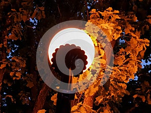 Yaroslavl. Volga embankment. Lantern on the background of an oak tree. Night scene