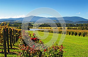 Yarra Valley