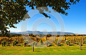 Yarra Valley