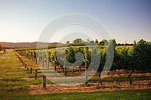 Yarra Valley Vineyard in Australia