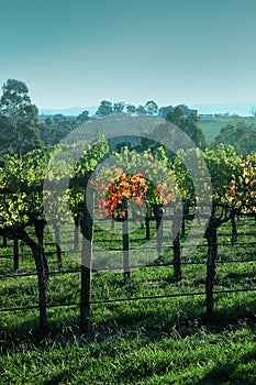 Yarra vineyard-Australia