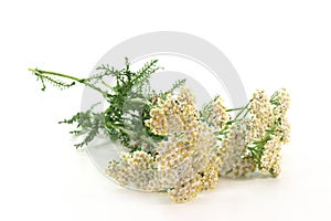 Yarrow