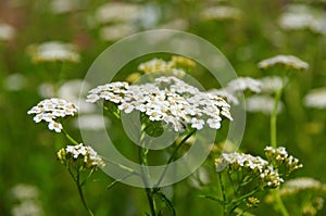 Yarrow