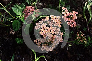 Yarrow - Achillea Appleblossom - with small pink flowers