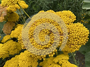 Yarrow / Achillea filipendulina / Fernleaf yarrow, Milfoil, Nosebleed, Soldiers Woundwort, Goldgarbe, FarnblÃÂ¤ttrige Schafgarbe photo