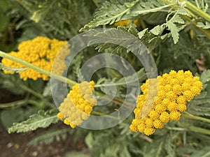 Yarrow / Achillea filipendulina / Fernleaf yarrow, Milfoil, Nosebleed, Soldiers Woundwort, Goldgarbe, FarnblÃÂ¤ttrige Schafgarbe photo