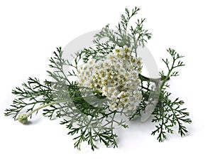 Yarrow (Achillea Millefolium)