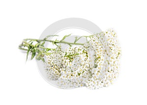 Yarrow ( Achillea millefolium)