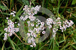 Yarrow Achillea millefolium Aster family Asteraceae