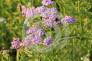 Yarrow & x28;Achillea millefolium& x29;. Close-up of the inflorescence against the background of meadow grass