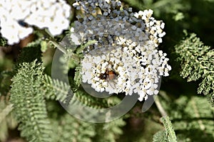 Yarrow or Achillea millefolium, with a cookoo wasp, 2.