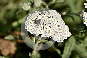 Yarrow or Achillea millefolium, with a cookoo wasp, 3.