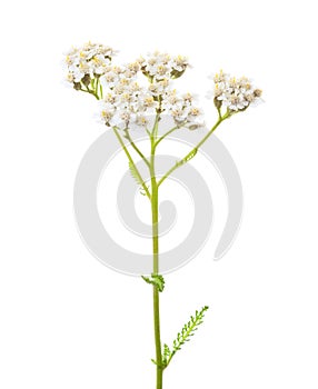 Yarrow Achillea millefolium flower isolated on white background