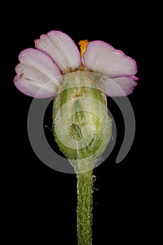 Yarrow (Achillea millefolium). Flowering Capitulum Closeup (Pink Form