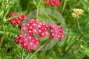 Bright Red Yarrow `Paprika` in Bloom