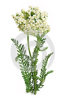 Yarrow Achillea millefolium on a white background photo