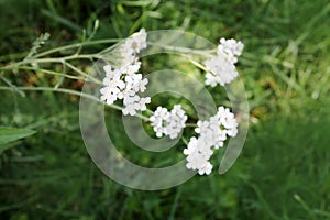 Yarrow blooming in the garden. Yarrow uses.