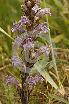 Yarrow Broomrape, Blauwe bremraap, Orobanche purpurea