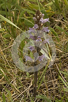 Yarrow Broomrape, Blauwe bremraap, Orobanche purpurea photo