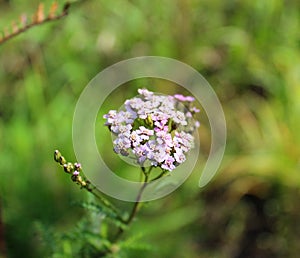 A yarrow flower.