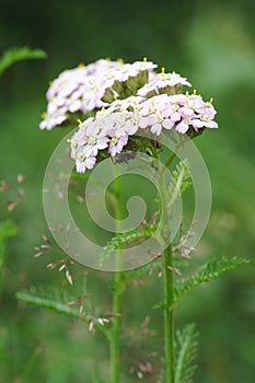 Yarrow flowers (Achillea millefolium)