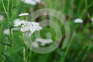 Yarrow flowers Achillea millefolium