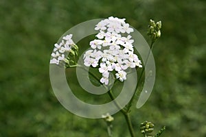 Yarrow flowers blooming in the garden. Yarrow uses.