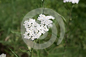 Yarrow flowers blooming in the garden. Yarrow uses.