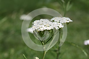 Yarrow flowers blooming in the garden. Yarrow uses.