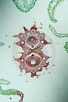 Yarrow flowers under the microscope across