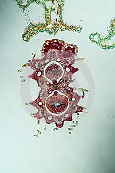 Yarrow flowers under the microscope across