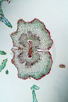 Yarrow flowers under the microscope across