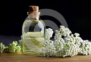 Yarrow fresh herb natural oil