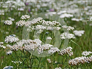 Clasificación jardín 