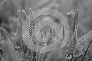 Yarrow grass grows in a spring field, side view, close-up. Perennial herbaceous plant. BW photo