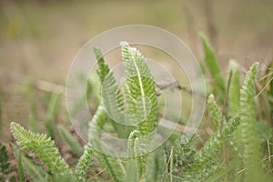 Yarrow green grass grows in a spring field, side view, close-up. Perennial herbaceous plant