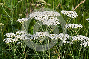 Yarrow grows on the meadow