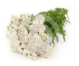 Yarrow herb