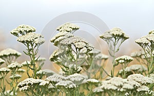 Yarrow herb