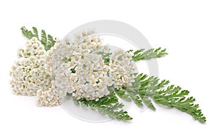 Yarrow herb