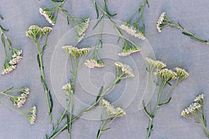 Yarrow herb flowers on canvas background