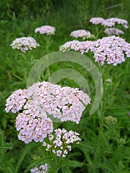 Yarrow