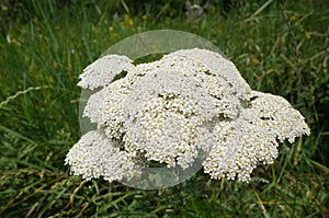 Yarrow