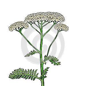 Yarrow milfoil flower medicinal plant. Achillea millefolium