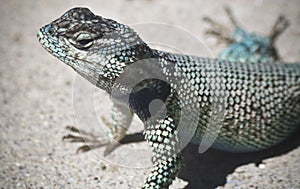 A Yarrow, or Mountain, Spiny Lizard, Sceloporus jarrovii